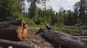 Best Arborist Consultation Services  in Fairfield Glade, TN