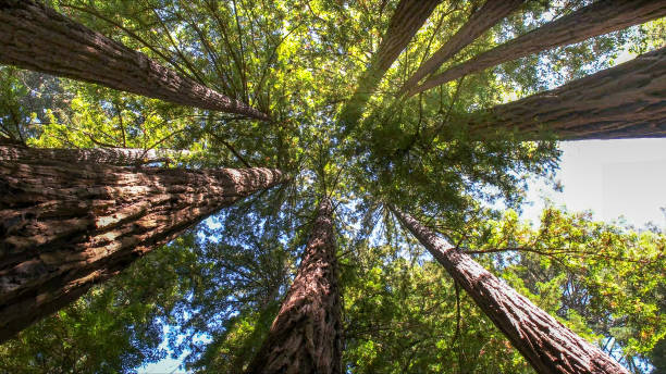 How Our Tree Care Process Works  in  Fairfield Glade, TN