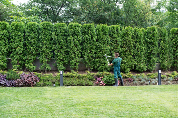 Best Organic Lawn Care Solutions  in Fairfield Glade, TN