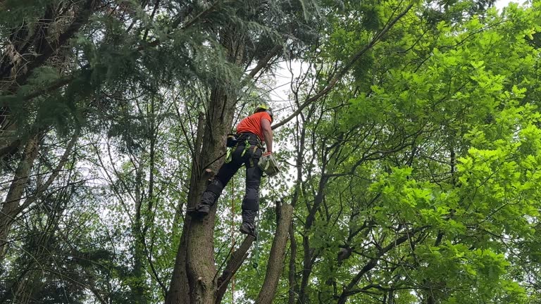 Best Tree Health Inspection  in Fairfield Glade, TN